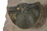 Detailed Zlichovaspis Trilobite With Other Partials #339955-5